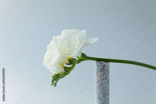 White freesia with a granite cylinder sculpture, against a neutral background.