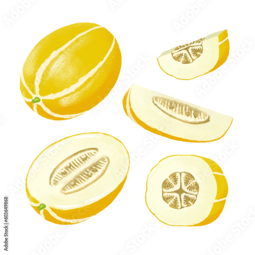 Fresh Korean melon, Oriental melon. hand drawn illustration, isolated on white background