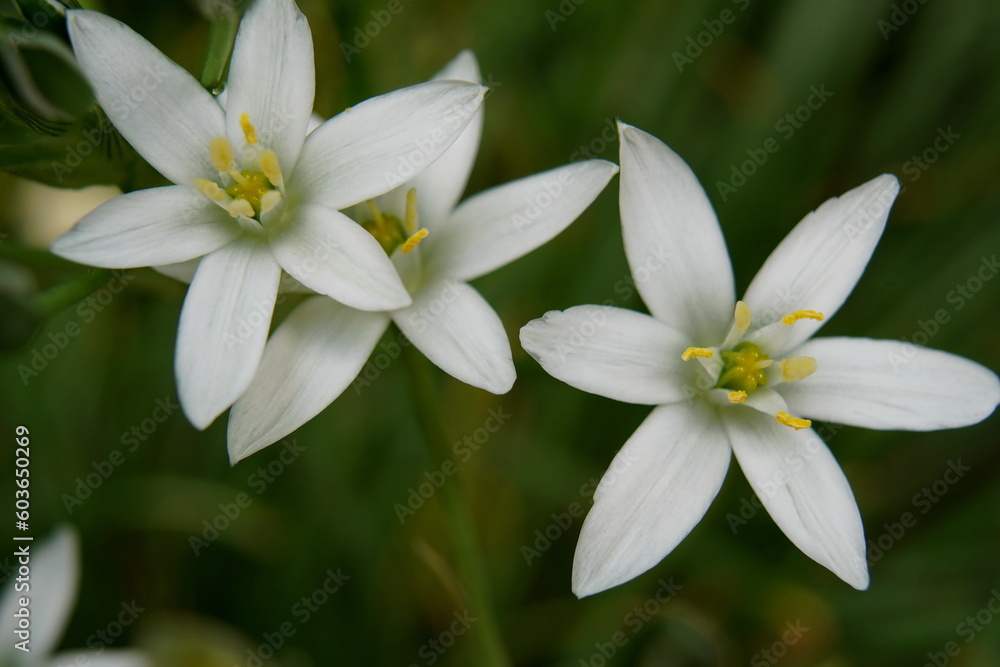white flower in the garden white flower in the garden