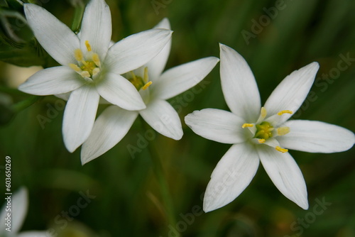 white flower in the garden © Irina