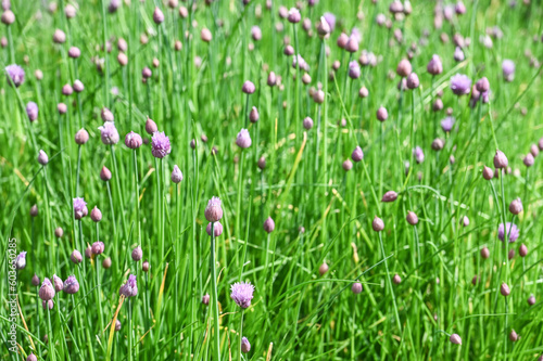 jardin herbe nature culture environnement bio fleur ciboulette