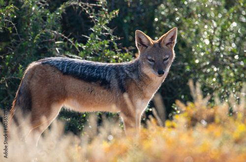 Konstfotografi Pensive black-backed jackal
