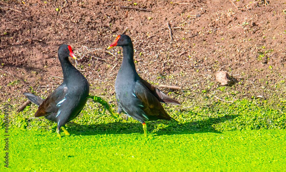 Squabbling common moorhens (Gallinula chloropus) at the bird hide, Addo Elephant National park. Squabbling common moorhens (Gallinula chloropus) at the bird hide, Addo Elephant National park.
