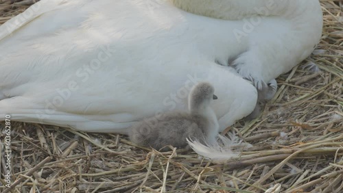 A close-up view of a cygnet sitting by its mother swan sitting on a nest