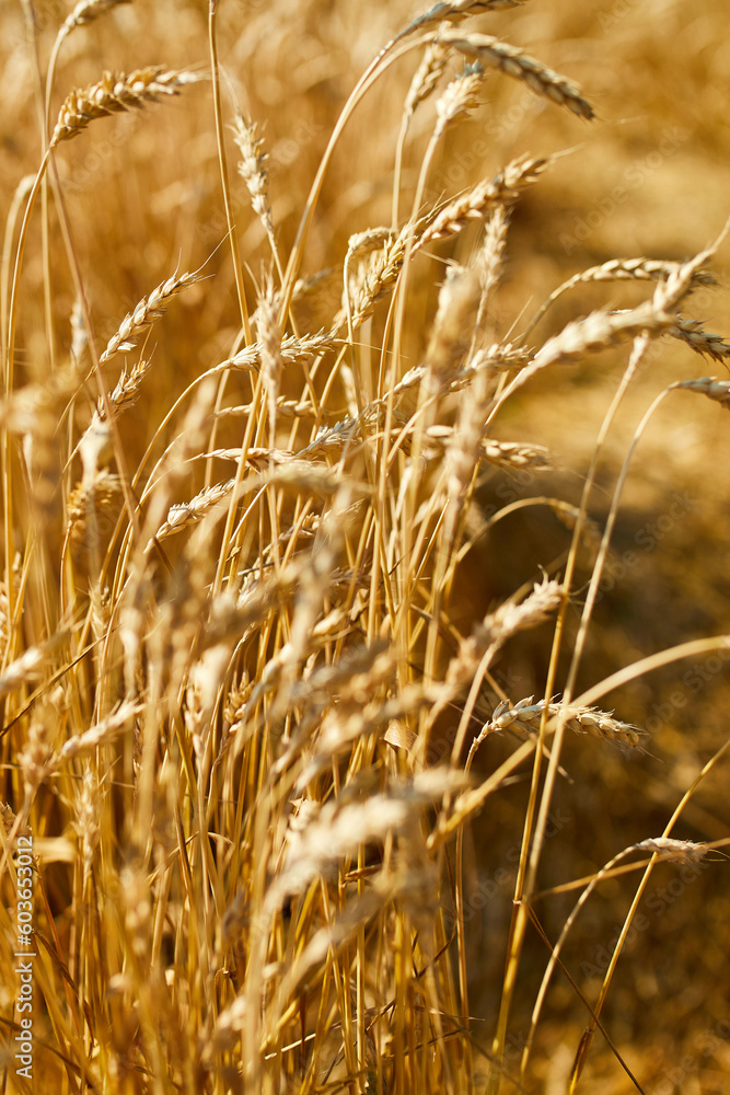 Fototapeta premium Close up wheat harvest, wheat field background in the sun day, summer, agriculture..