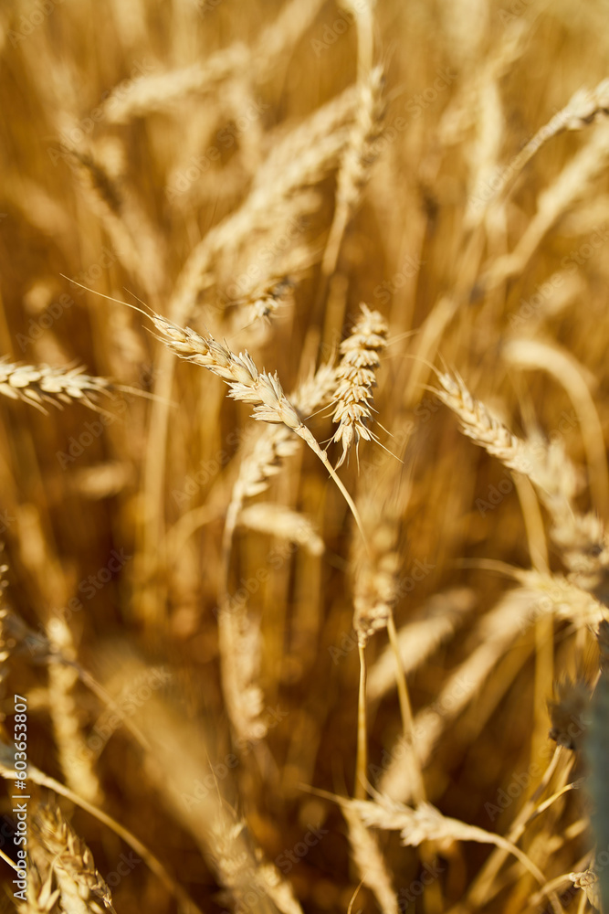 Close up wheat harvest, wheat field background in the sun day, summer, agriculture.. Close up wheat harvest, wheat field background in the sun day, summer, agriculture..