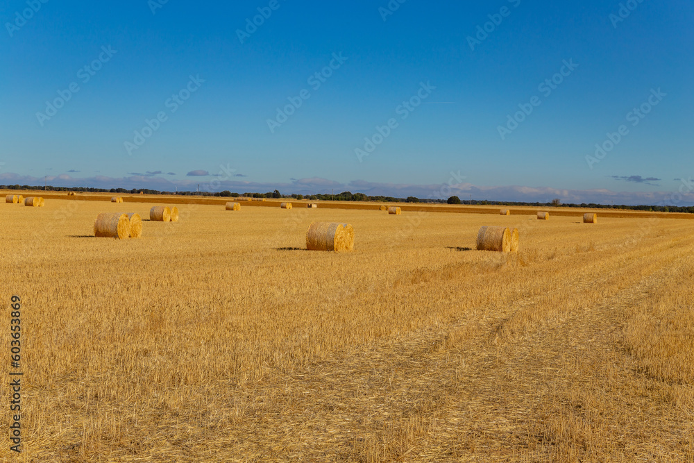 Fototapeta premium view of a crop field in Spain