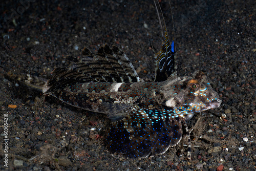 Tropical fish - Fingered Dragonet -Dactylopus dactylopus on the seabed at night. Sea life of Bali  Indonesia.