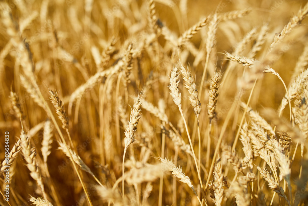 Close up wheat harvest, wheat field background in the sun day, summer, agriculture.. Close up wheat harvest, wheat field background in the sun day, summer, agriculture..