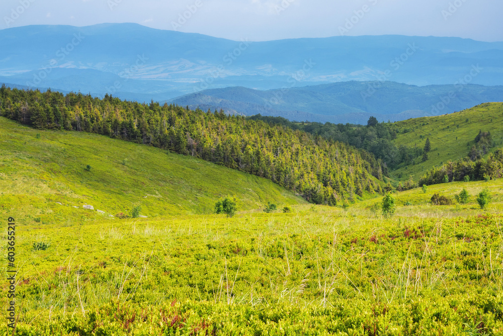 meadows of carpathian mountain. travel ukraine