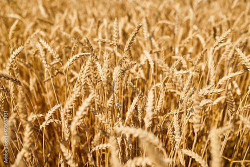 Close up wheat harvest  wheat field  background in the sun day  summer  agriculture..