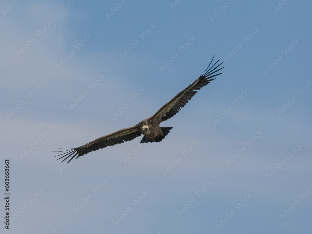 Obraz premium Buitre leonado