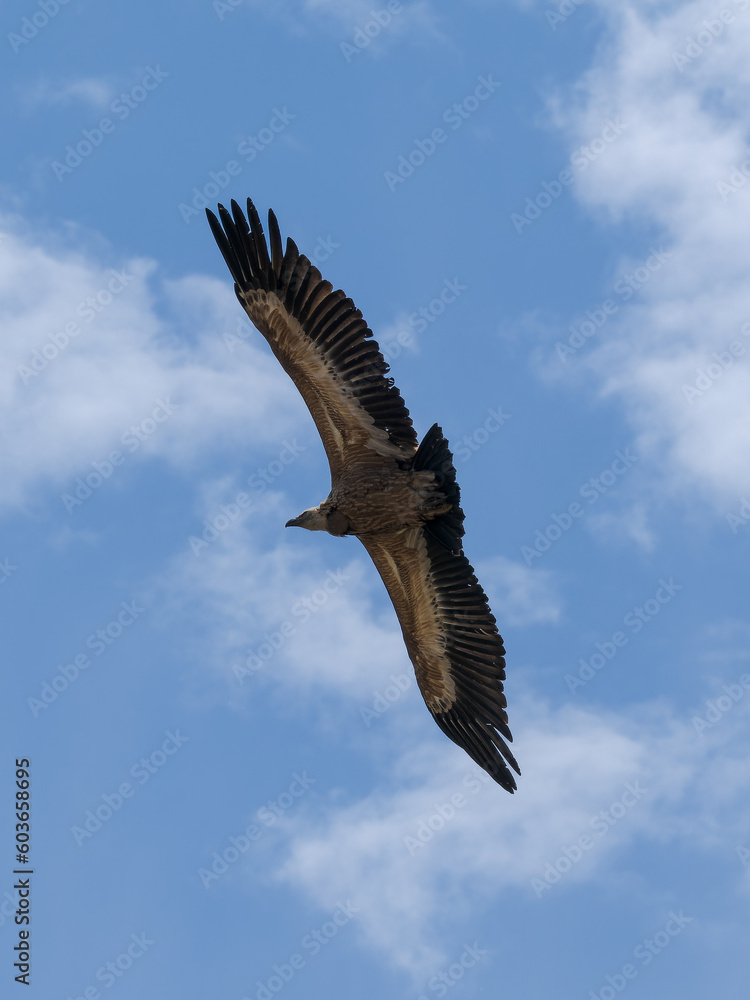 Obraz premium Buitre leonado