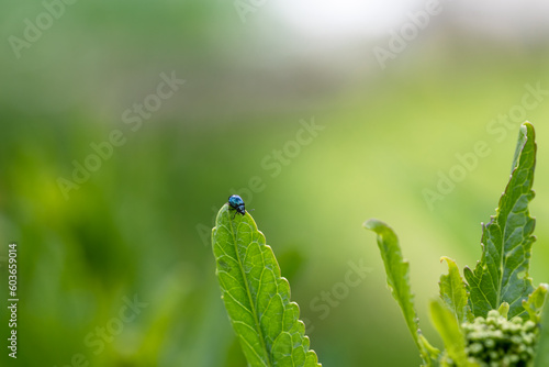 close-up flea beetle black insect with dung on leaf