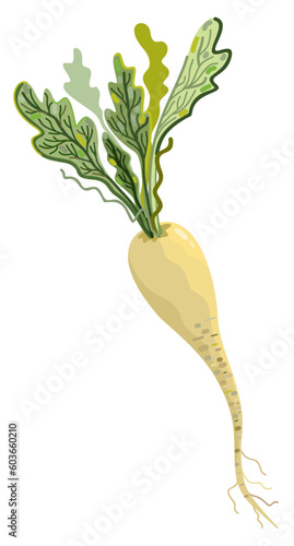 Radish. Vector illustration isolated on white background.
