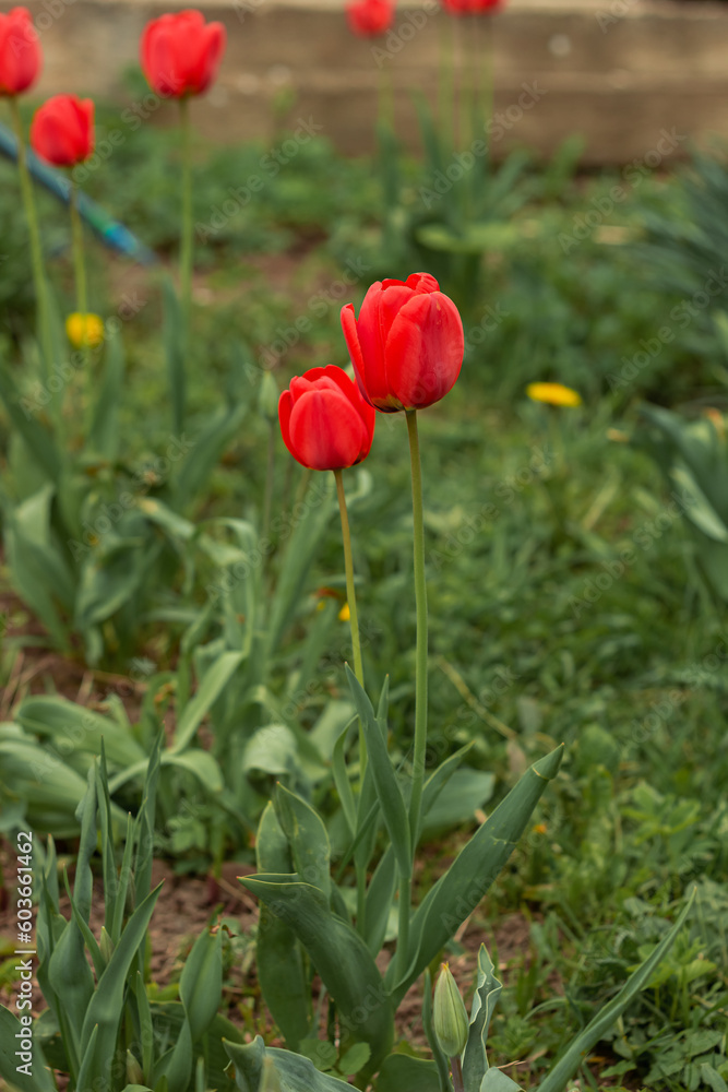 Obraz premium Colorful flowers tulips growing under sunlight in the garden. Natural floral spring background.