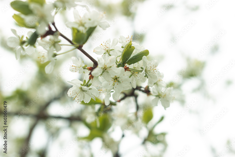 Fototapeta premium Blossoms on the apple and pears trees in spring