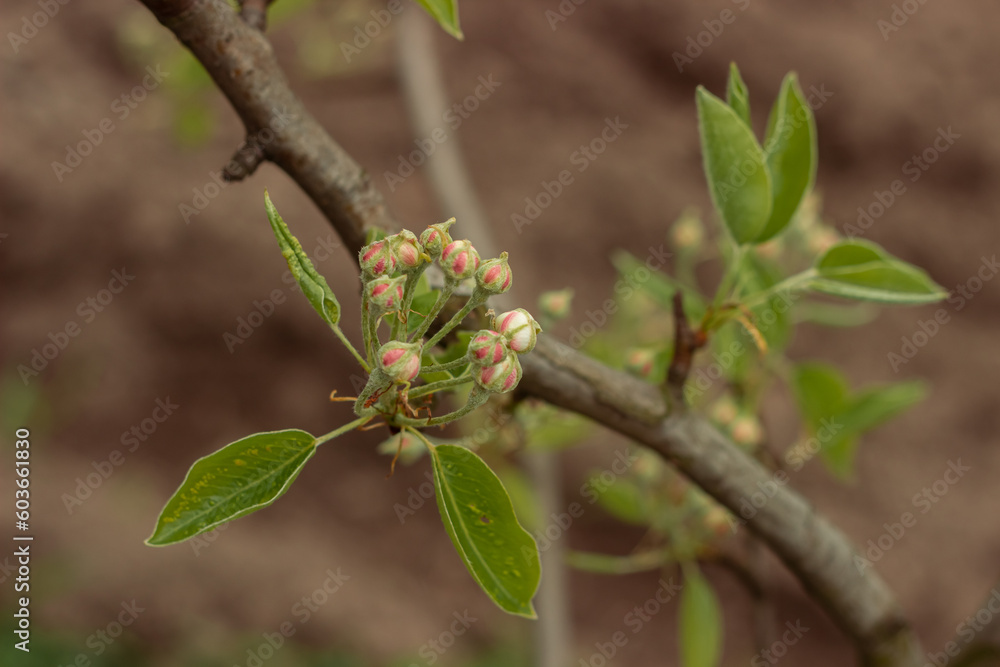 Blossoms on the apple and pears trees in spring Blossoms on the apple and pears trees in spring