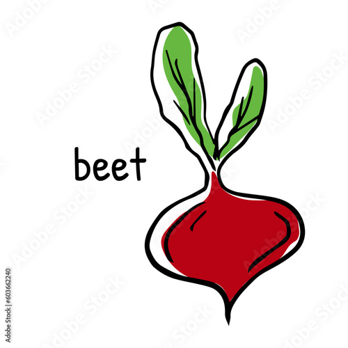 Vegetable root. Beetroot with leaves. Vector illustration of beet with its name. Linear hand drawing, outline for design and decoration, menu design and recipes