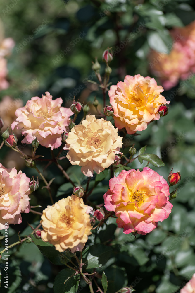 Full blooming of rose variety Full blooming of rose variety