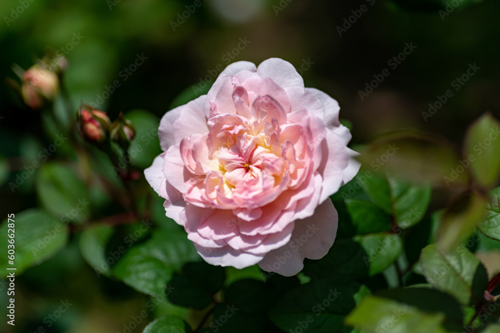 Full blooming of rose variety Full blooming of rose variety