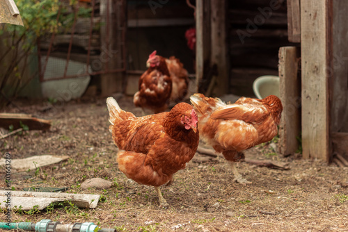 hen is hatching the egg in the coop and Rooster is standing in the background at a bio farm. Hens in hen house. Chicken eggs in hen house. Chicken farm.