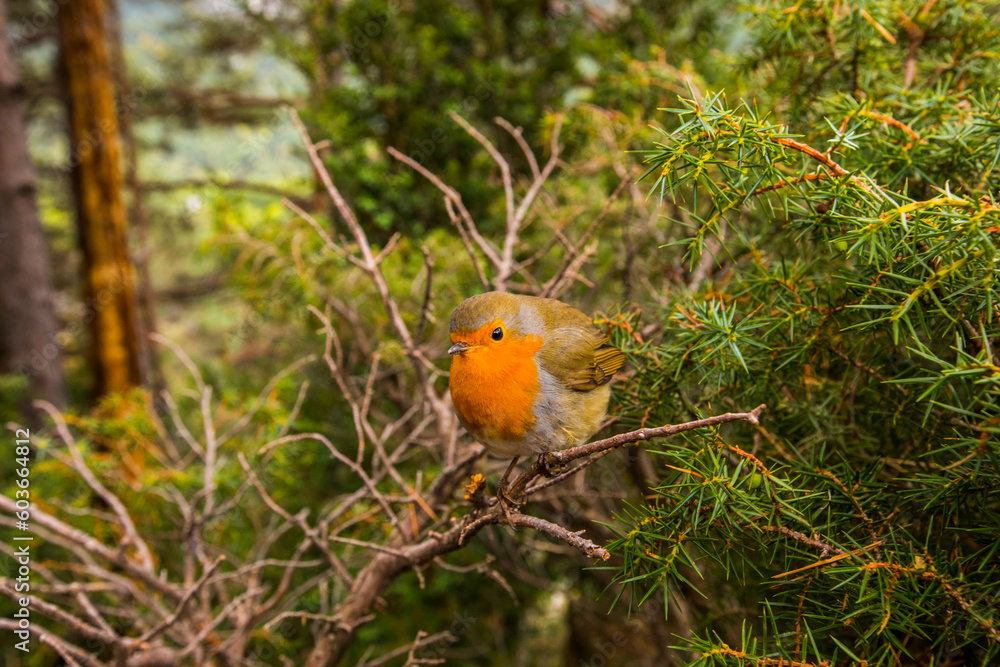 European robin (Erithacus rubecula) in Escuain, Ordesa and Monte Perdido National Park, Spain European robin (Erithacus rubecula) in Escuain, Ordesa and Monte Perdido National Park, Spain