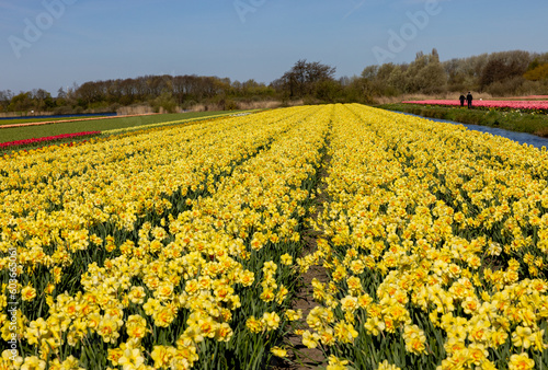 Fields of blooming yellow daffodils near Lisse in the Netherlands © wjarek