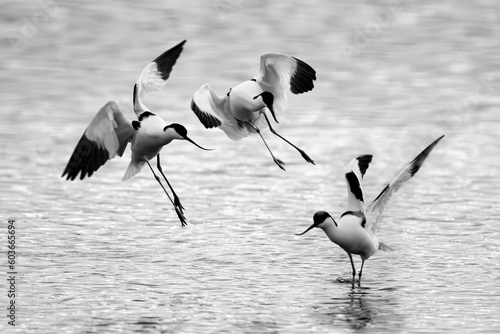 Avocets fighting early in the morning at Lymington Nature Reserve photo