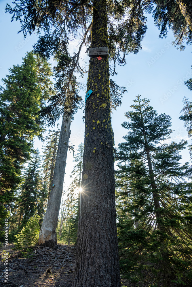 Fototapeta premium Crater Peak Route Snow Shoe Marker High In a Tree In Summer