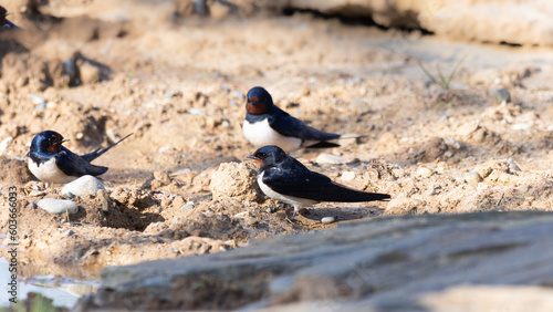 Rauchschwalbe (hirundo rustica) sammelt Lehm zum Nestbau