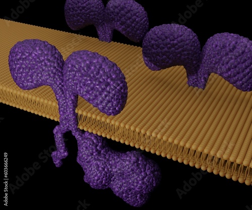 model of a chimeric antigen receptor is composed of a single-chain antibody Fv connected to a portion of CD3 zeta 3D Rendering photo