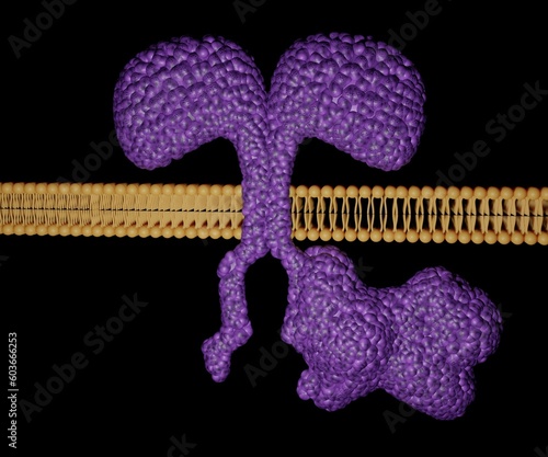 model of a chimeric antigen receptor is composed of a single-chain antibody Fv connected to a portion of CD3 zeta 3D Rendering photo