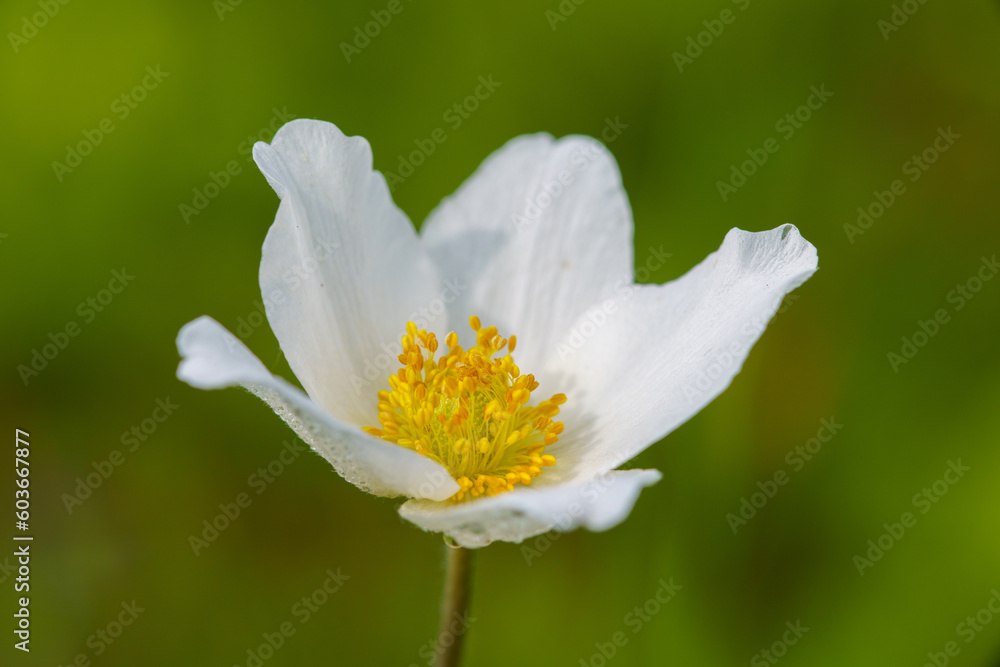 Anemonoides sylvestris, syn. Anemone sylvestris is a species of plant belonging to the buttercup family (Ranunculaceae). The plant is 30–50 cm tall, it blooms in May to June. It grows freely in nature Anemonoides sylvestris, syn. Anemone sylvestris is a species of plant belonging to the buttercup family (Ranunculaceae). The plant is 30–50 cm tall, it blooms in May to June. It grows freely in nature