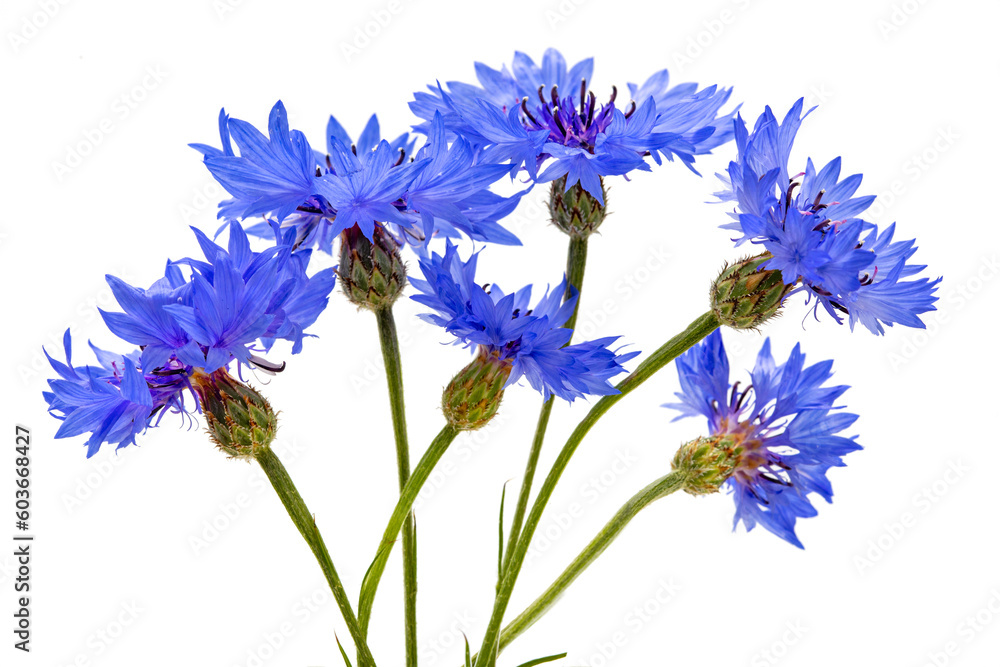 blue cornflowers isolated on a white background blue cornflowers isolated on a white background