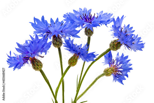 blue cornflowers isolated on a white background