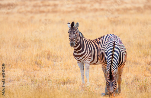 Zebra standing in yellow grass on Safari watching  Africa savannah - Etosha National Park  Namibia