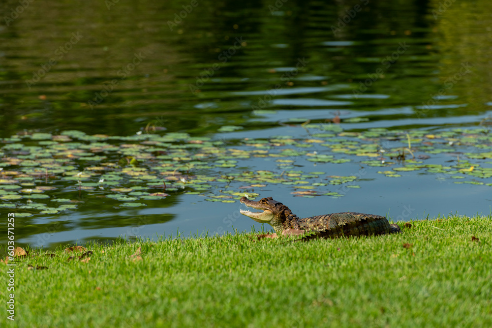 Spectacled Caiman (Caiman crocodilus) taking a sunbath, Panama, Central America Spectacled Caiman (Caiman crocodilus) taking a sunbath, Panama, Central America