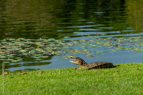 Spectacled Caiman (Caiman crocodilus) taking a sunbath, Panama, Central America © Amaiquez