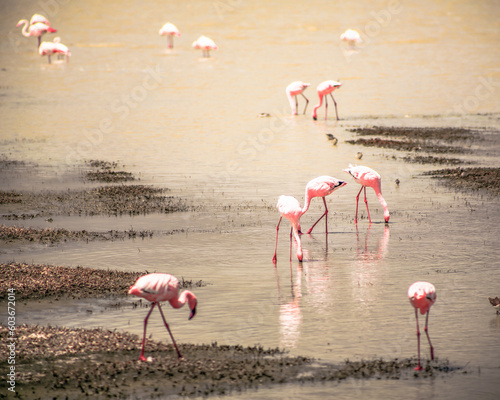 Flamingos of the crater