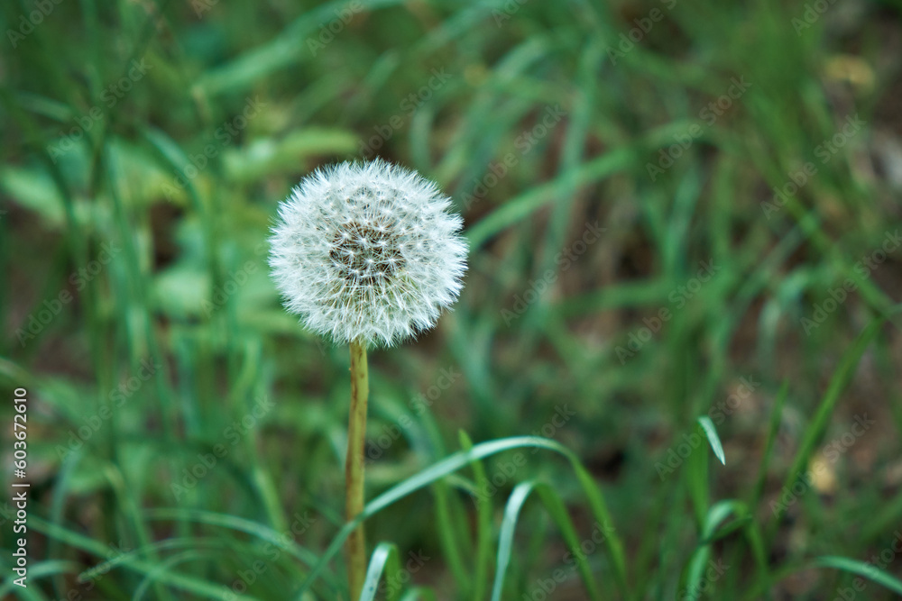 Closed dandelion bud. Dandelion in green grass. High quality photo. Close-up