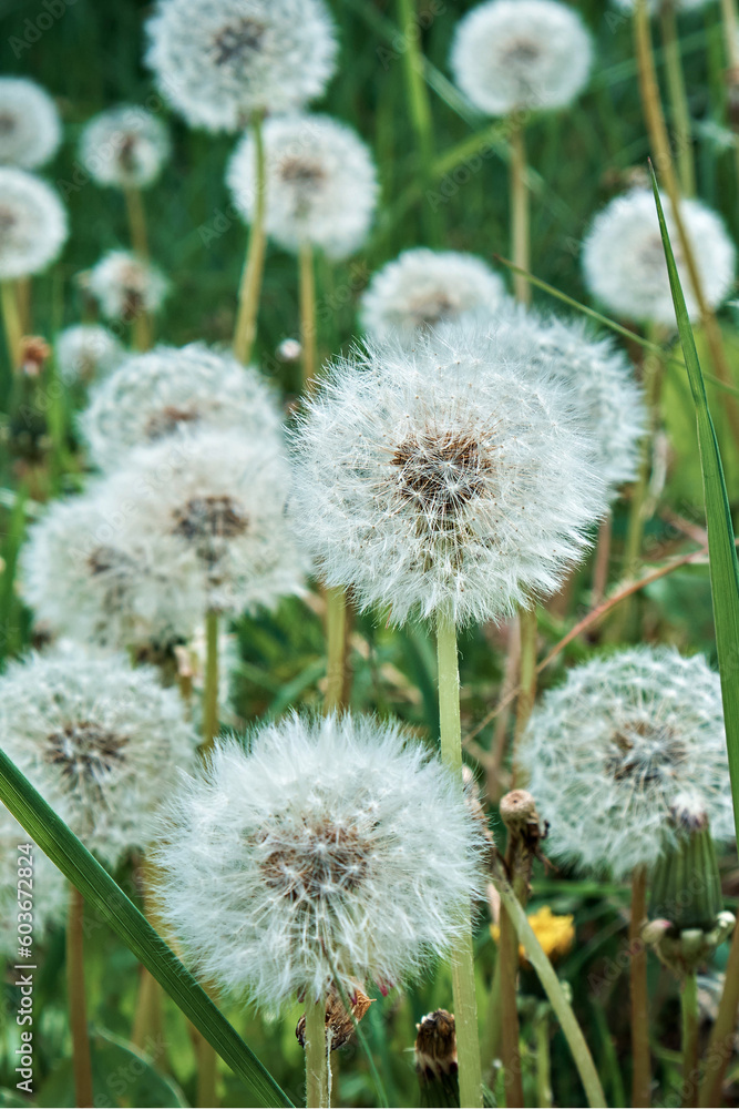 A large number of closed dandelion buds. Dandelion in green grass. High quality photo. Close-up A large number of closed dandelion buds. Dandelion in green grass. High quality photo. Close-up