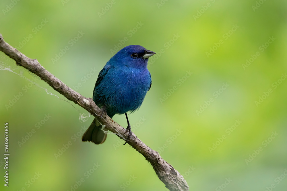 indigo bunting