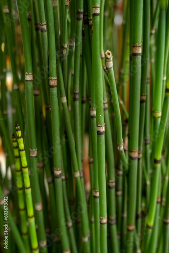 water bamboo sticks