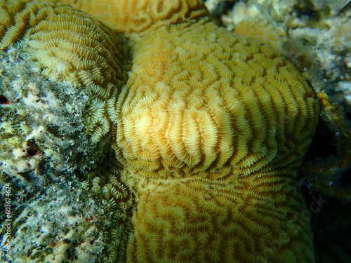 Lesser valley coral or hard brain coral (Platygyra lamellina) undersea, Red Sea, Egypt, Sharm El Sheikh, Nabq Bay photo