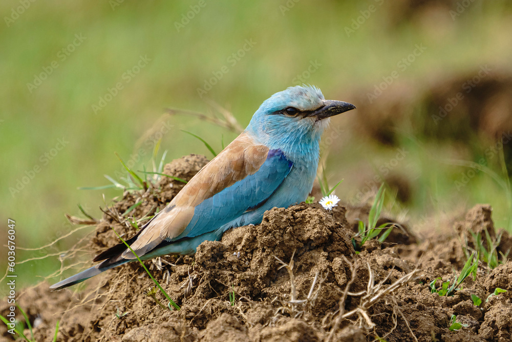 custom made wallpaper toronto digitalEuropean Roller (Coracias garrulus) perched on the ground
