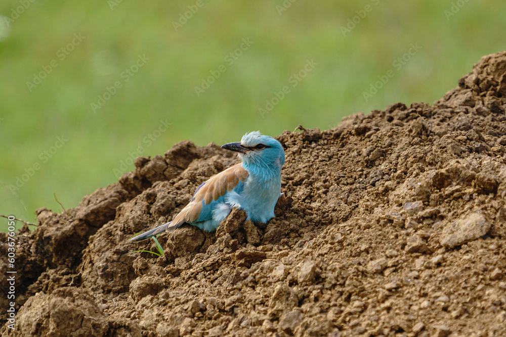 custom made wallpaper toronto digitalEuropean Roller (Coracias garrulus) perched on the ground