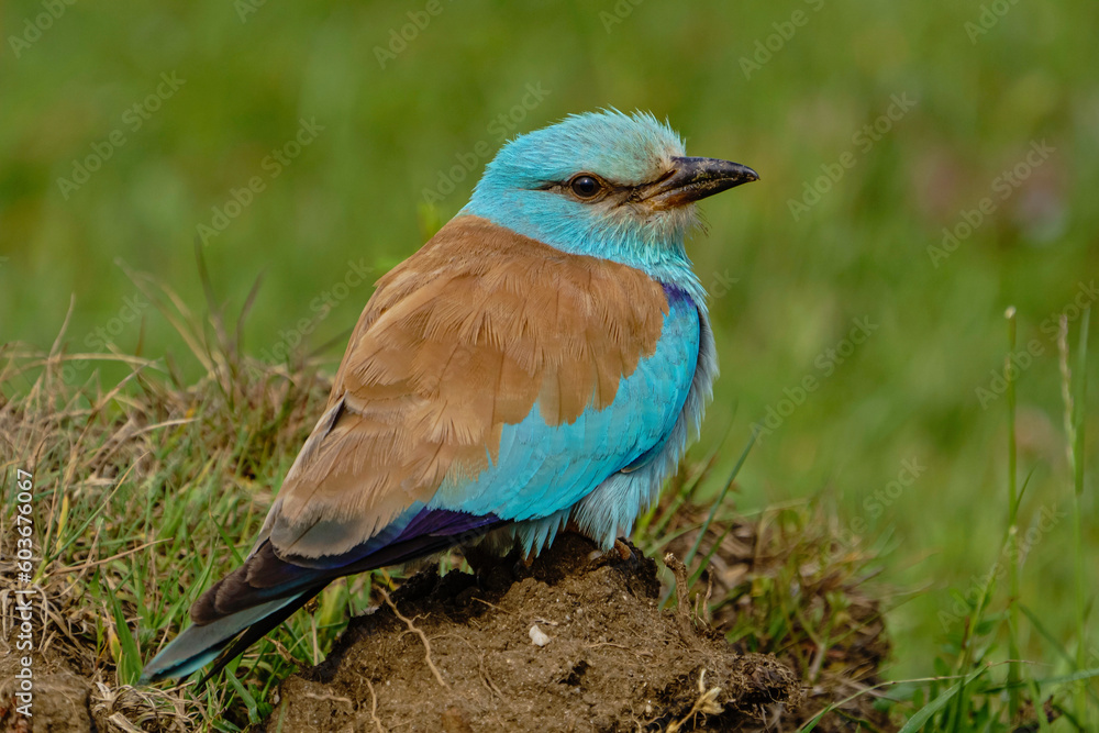 custom made wallpaper toronto digitalEuropean Roller (Coracias garrulus) perched on the ground