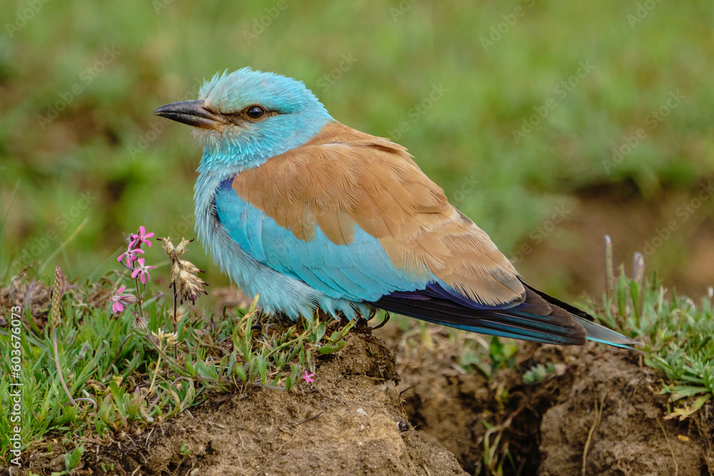 custom made wallpaper toronto digitalEuropean Roller (Coracias garrulus) perched on the ground