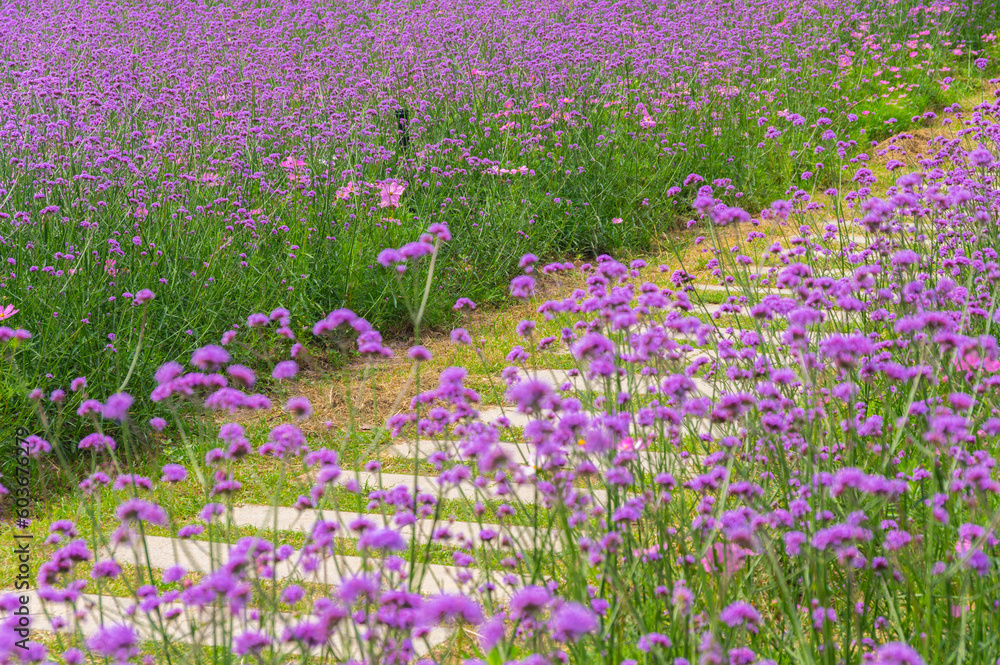 Spring scenery of Wuhan Huabohui Scenic spot Spring scenery of Wuhan Huabohui Scenic spot